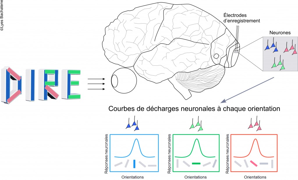 Courbes d’orientations des réponses neuronales à une image comprenant plusieurs angles Source : Lyes Bachatene