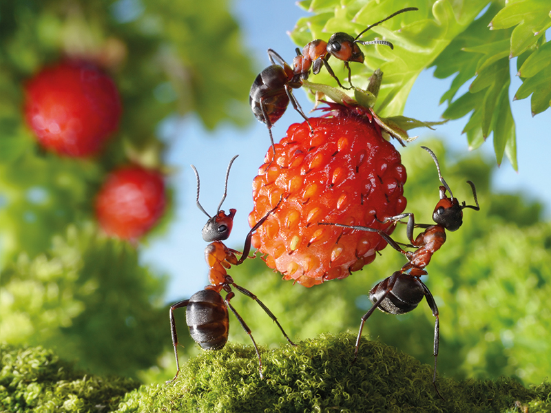 Les insectes sont nos amis ! - VESPERA Nature Sciences Culture